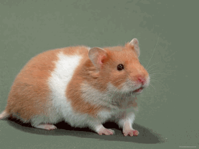 http://s2.picofile.com/file/7120093866/hamster6%D8%AF%D9%87%D8%AF%D9%87_%D8%A7%D8%B4%D8%A6%D8%B3%D9%81%D8%AB%D9%82.gif