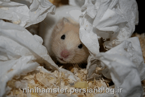 http://s2.picofile.com/file/7120141391/hamster20.gif