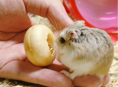 http://s2.picofile.com/file/7120209137/hamster_nini.jpg