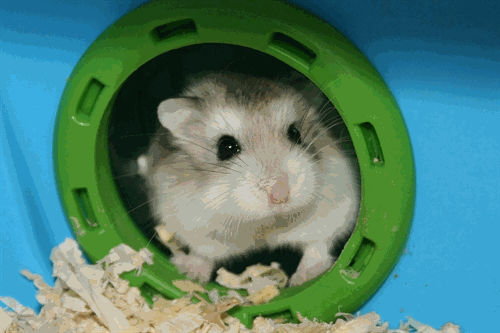 http://s2.picofile.com/file/7120253117/nini_mini_hamster.gif