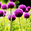 wWw_White_Sky_Blogfa_CoM_373_.jpg