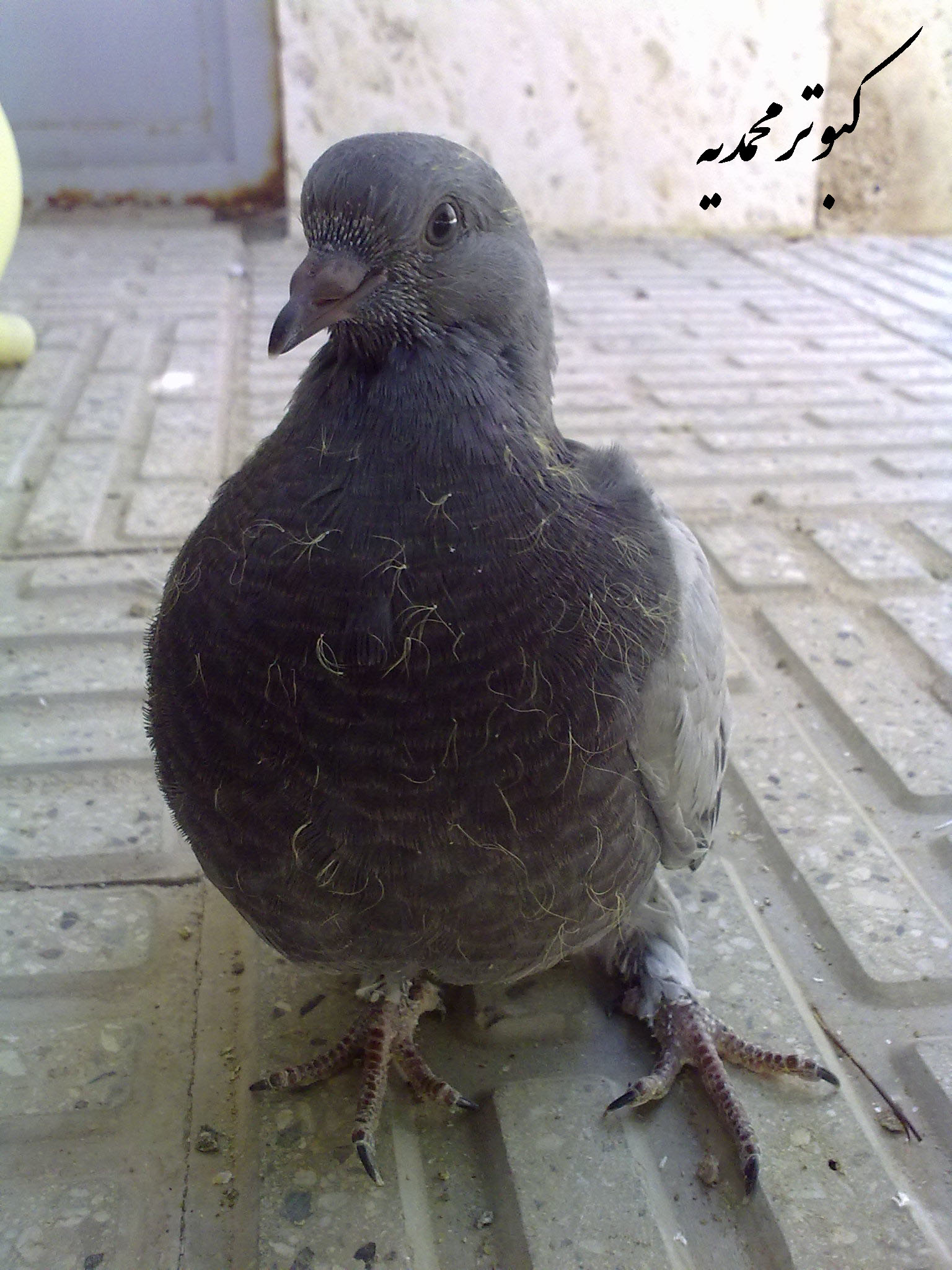 http://s2.picofile.com/file/7125475799/www_kabotar_mohammadie_blogfa_com77.jpg