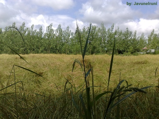 شالیزار-برنج بارون زده!