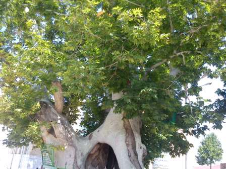 روستای زاویه و درختان پیر چنار 