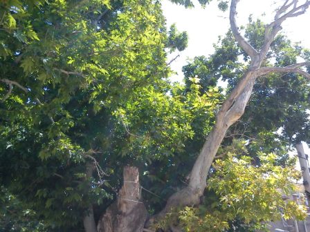 روستای زاویه و درختان پیر چنار 