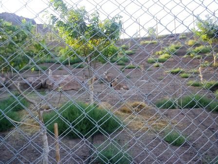 پارک کوهستانی ارس