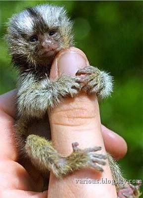 میمونهای انگشتی