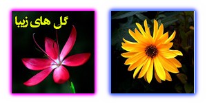 عکس گل های زیبا