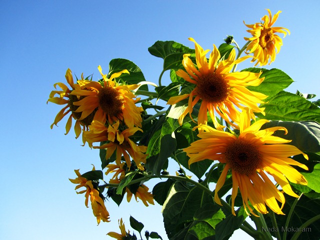 sun_flower.jpg