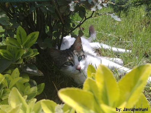 گربه بی حیا!