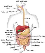 ۱۱ محدودیتی که بدن شما دارد و نمی دانستید!
