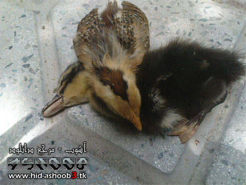 احساس جوجه | www.AshooBDownload.ir