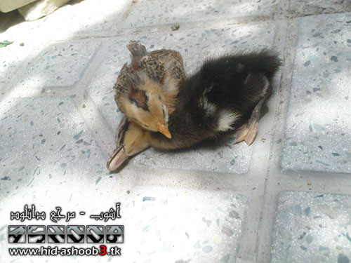 احساس جوجه | www.AshooBDownload.ir