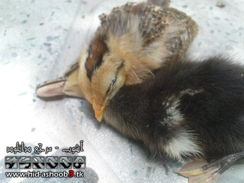 احساس جوجه | www.AshooBDownload.ir