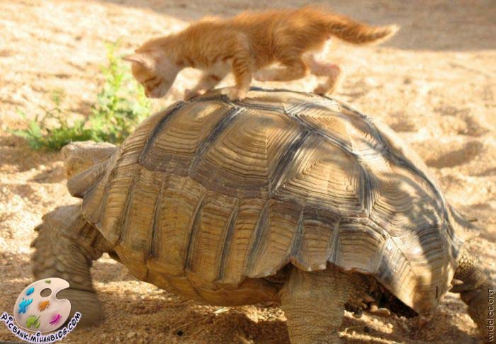 عکس | عکسهای زیبا | عکس های زیبا | عکسهای دیدنی | عکسهای بامزه | عکس بامزه | عکس با مزه | باکیفیت | عکسهای با کیفیت | عکسهای باکیفیت | با کیفیت | اسب | اسرار حیوانات | اهلی | تصاویر با کیفیت بالا | تصاویر خنده دار | تصاویر دیدنی | حیات وحش | حیوان زبان بسته | حیوانات | حیوانات اهلی | حیوانات سرکش | حیوانات وحشی | خنده | خنده بازار | خنده دار | دنیای حیوانات | دنیای حیوانات وحشی | شکارحیوانات | عکس های جالب| عکس های خفن | عکس های خنده دار | عکس های روز | غذای حیوانات | حیوان | لبخند | لطیفه | محل حیوانات | وحشی | کرکر خنده | کیفیت بالا | گالری خنده | گالری عکس خنده دار | گربه | سگ | موش | مرغ و خروس | تصاویر زیبا | تصاویر بامزه | تصاویر با مزه | تصویر | آرشیو عکس و تصویر | میمون |