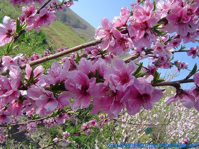 http://haneberchem.mihanblog.com/