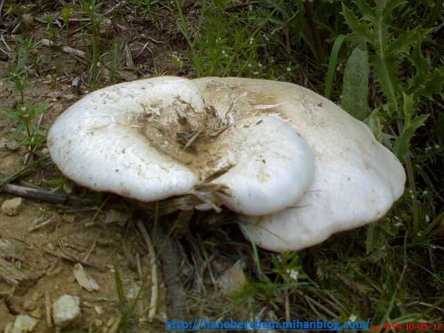 http://haneberchem.mihanblog.com/