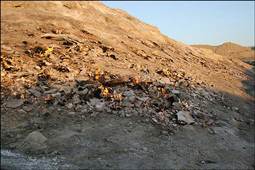 نمایی از تشکوه در رامهرمز