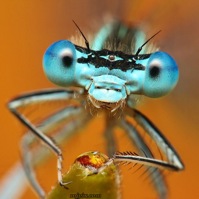 عکس های بسیار زیبا از حشرات ( نمای نزدیک و کیفیت عالی) 3    Rojpix.com