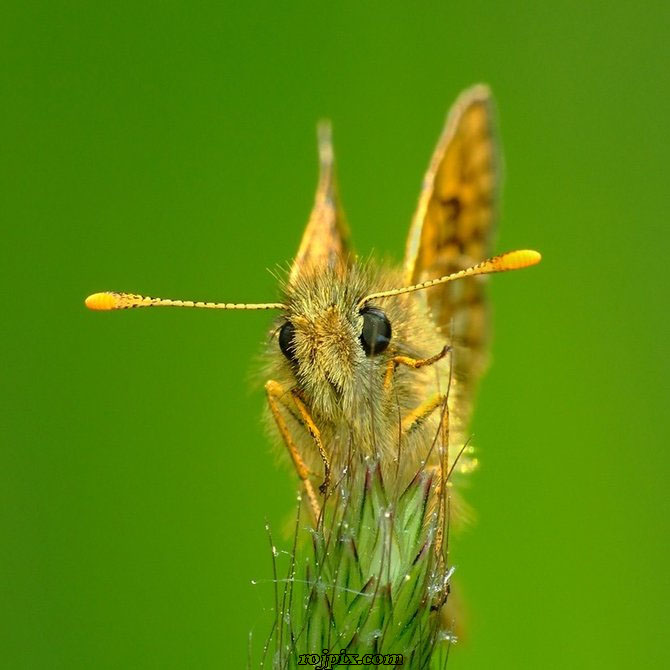 عکس های بسیار زیبا از حشرات ( نمای نزدیک و کیفیت عالی) 3    Rojpix.com