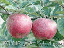 کاهش تولید 326 هزار تنی سیب در آذربایجان غربی xoy.ir وبلاگ خبری خوی