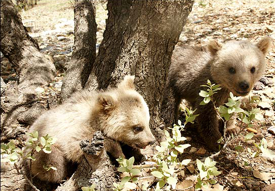 [تصویر: bear_cubs_Lorestan_Iran1.jpg]