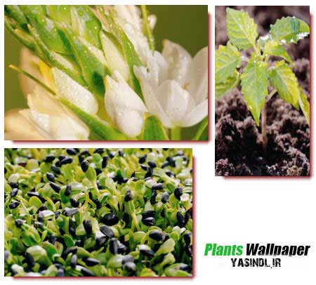 Plants yasindl ir مجموعه ۲۰ والپیپر دیدنی از گیاهان با کیفیت بالا