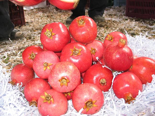 http://s2.picofile.com/file/7164145371/29_www_badroodcity_blogfa_com.jpg