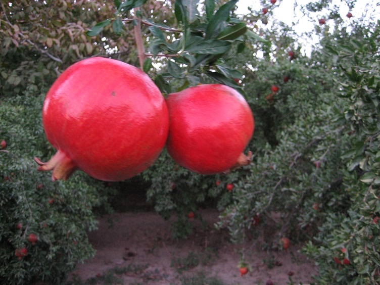 http://s2.picofile.com/file/7164146769/35_www_badroodcity_blogfa_com.jpg