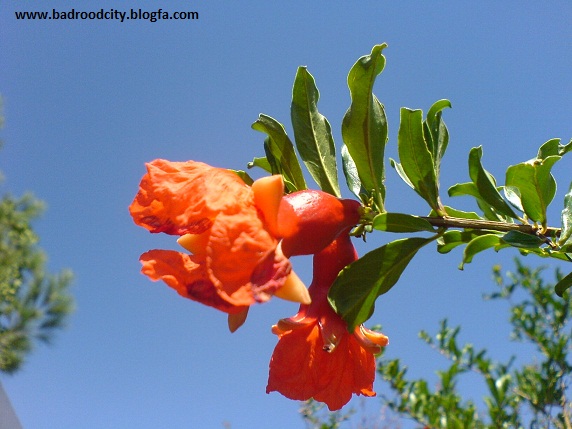http://s2.picofile.com/file/7164147204/36_www_badroodcity_blogfa_com.jpg
