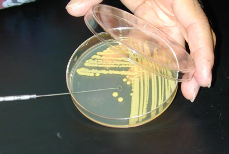 آزمایشات میکروبی آب و فاضلاب