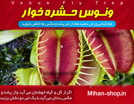 خرید ونوس مگس خوار