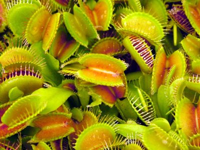 خرید ونوس حشره خوار