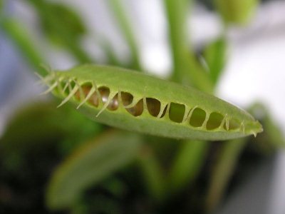 خرید گیاه حشره خوار
