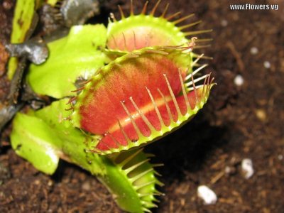 خرید گیاه حشره خوار