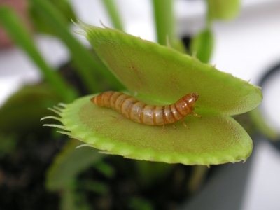 خرید ونوس مگس خوار