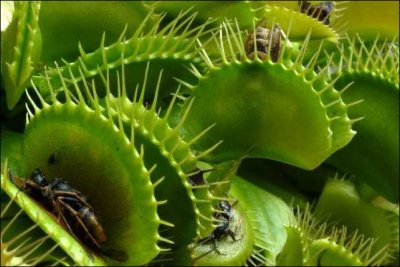 عکس های ونوس مگس خوار