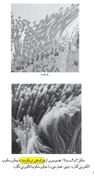 تصویر میکروسکوپ الکترونی کتاب درسی زیست سال دوم که به  اشتباه مژه های تریکودینا  قید شده است.