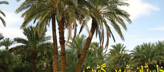 نخلستان شهر كنت