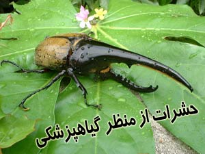 حشرات از منظر گياهپزشكي