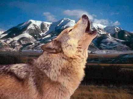wolve1mehdi