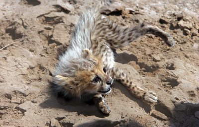 روز تموز و یوز !