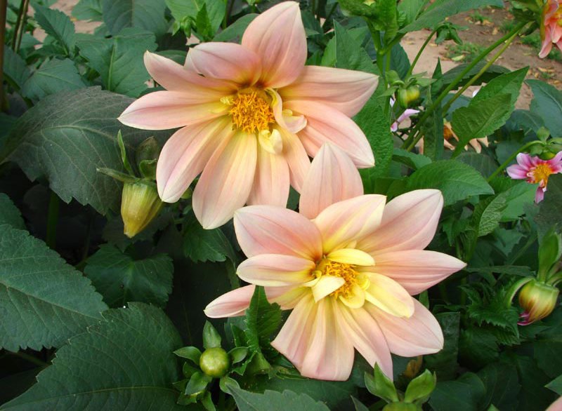 Beautiful Flowers - گلهای زیبا