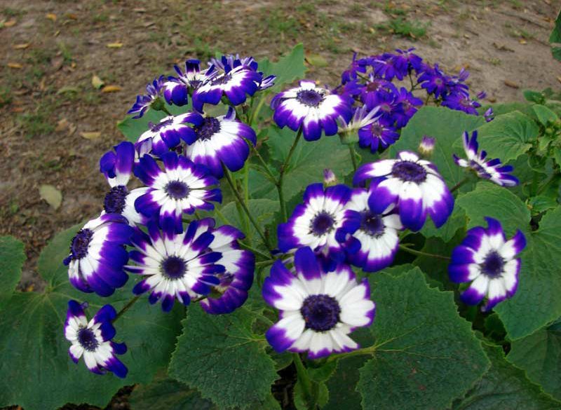 http://s2.picofile.com/file/7178116662/flower_2_webpic_ir.jpg