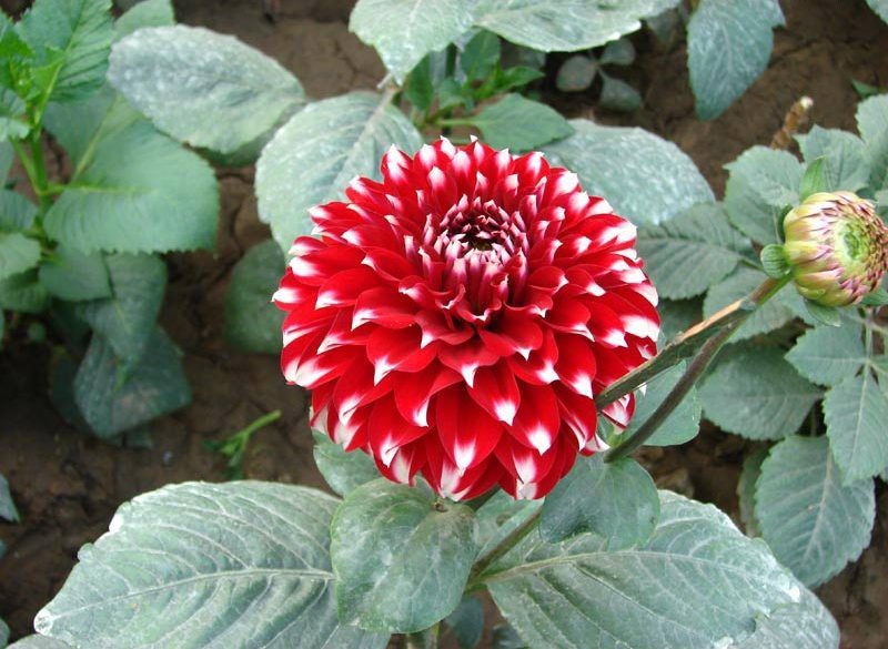 http://s2.picofile.com/file/7178116983/flower_3_webpic_ir.jpg