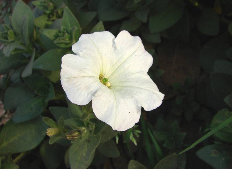 http://s2.picofile.com/file/7178117204/flower_4_webpic_ir.jpg