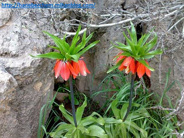 http://haneberchem.mihanblog.com/