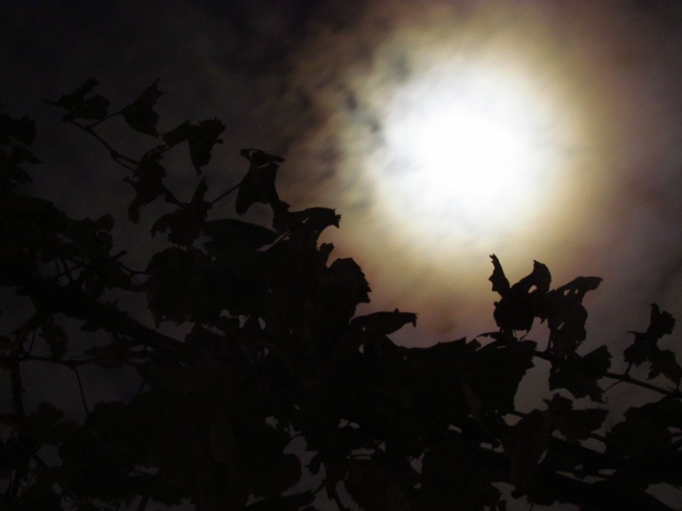 ماه شب چهارده!