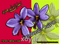 اشتغالزایی 12 هزار نفرروز از طریق کشت زعفران در مرند xoy.ir وبلاگ خبری خوی