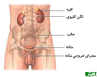 ارولوژی - mahu.ir